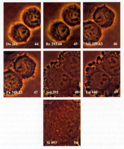 Cellula cancerosa Hela durante l'esperimento con la voce